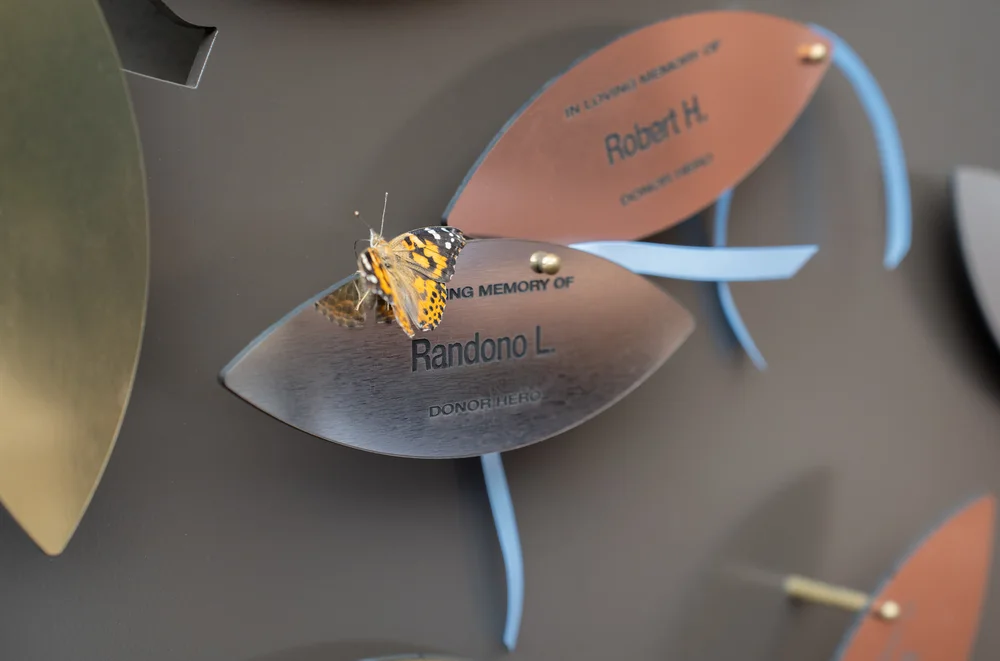 Una mariposa posada sobre medallas conmemorativas de donantes